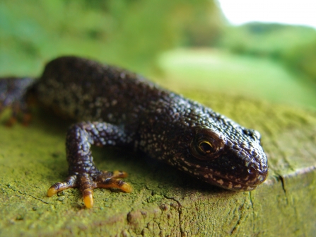 Great crested newt