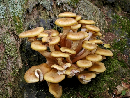 Honey fungus