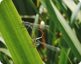 Damselflies enjoying the improved habitat on Birmingham Mainline Canal