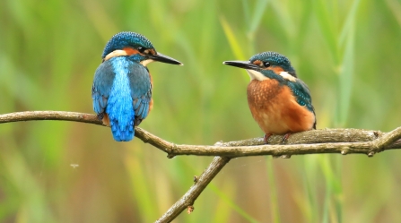 Kingfisher