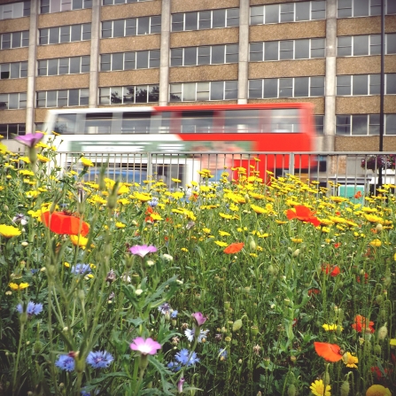 Bus going past an urban wildflower meadow