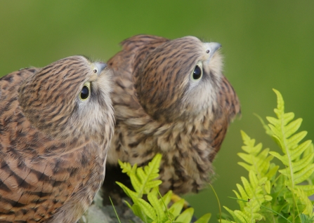 Kestrel chicks