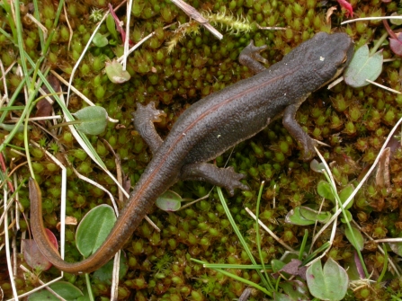 Palmate newt