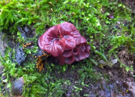 Purple jellydisc at Moorcroft Wood