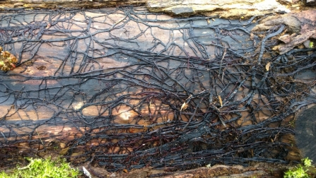 The rhizomorphs of honey fungus