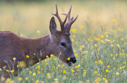 Roe deer in wildflower meadow