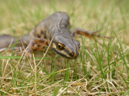 Smooth newt