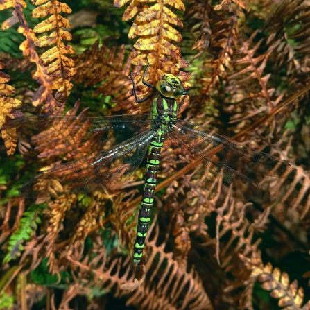 Southern hawker dragonfly