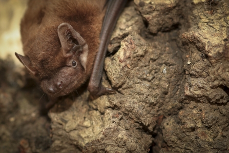 Noctule Bat