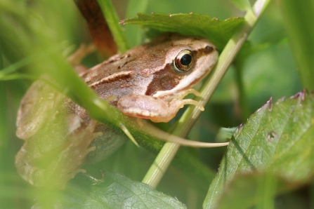 Frog in grass