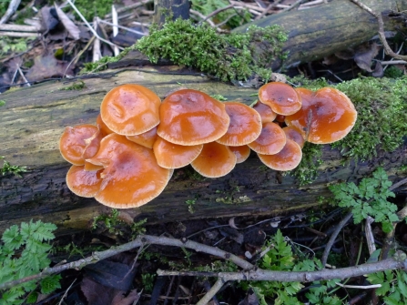 Winter fungus at Rowley Hills