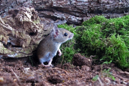 Wood mouse