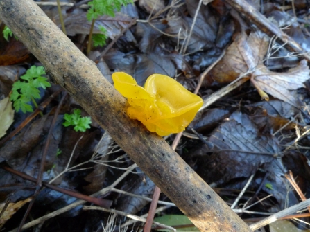 Yellow brain fungi at Quinton Meadows