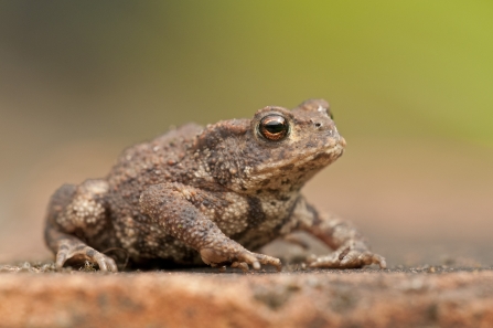 Common toad