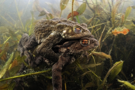 Common toads