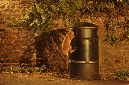 Fox scavenging in bin