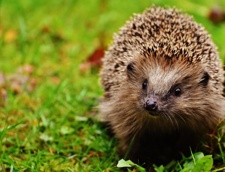 Young Hedgehog