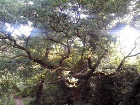 Moseley Bog