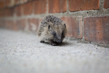 Hedgehog walking along a wall