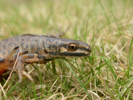 Smooth newt