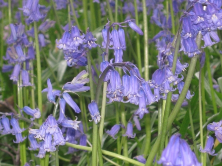 Bluebells at Moseley Bog