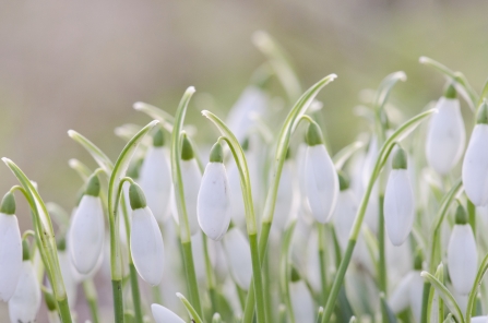 Snowdrops