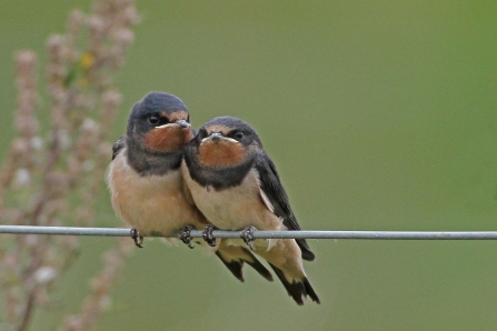 Swifts