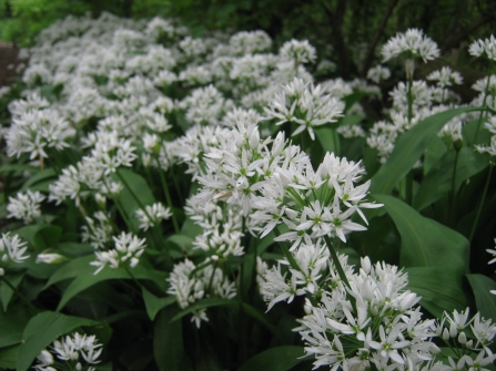 Wild Garlic