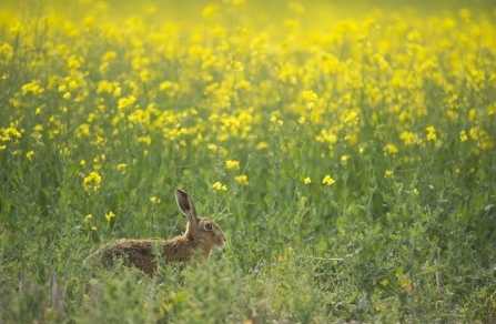 Hare