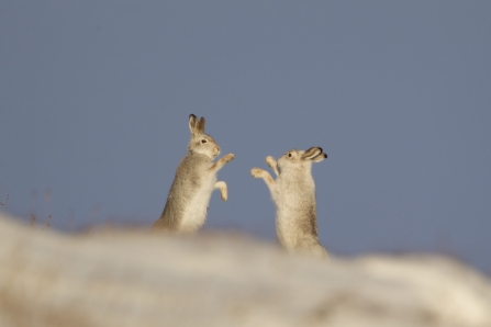 Boxing Hares