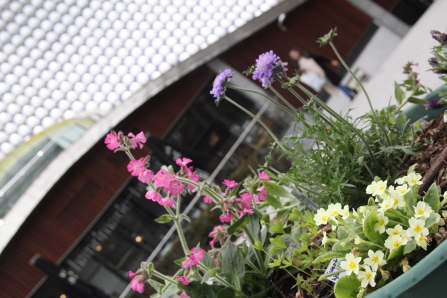 Taking a wildflower meadow to Birmingham City Centre