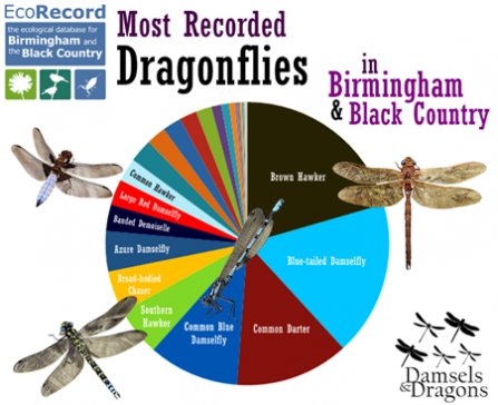 Chart of Damselfly & Dragonfly spottings
