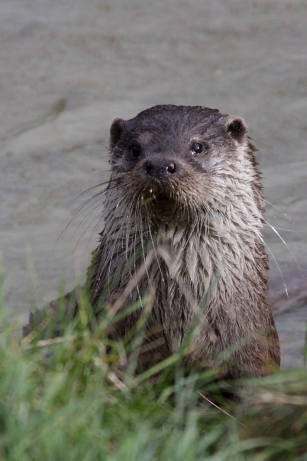 Otter