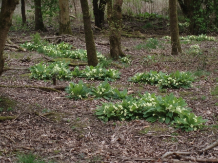 Primroses grown as part of our Growing Local Flora and planted into traditional woodland