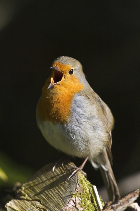 When robins appear facts and folklore about Britain's best