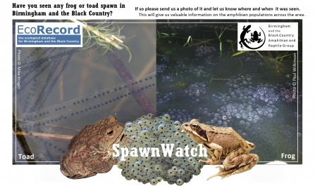 The difference between frog and toad spawn