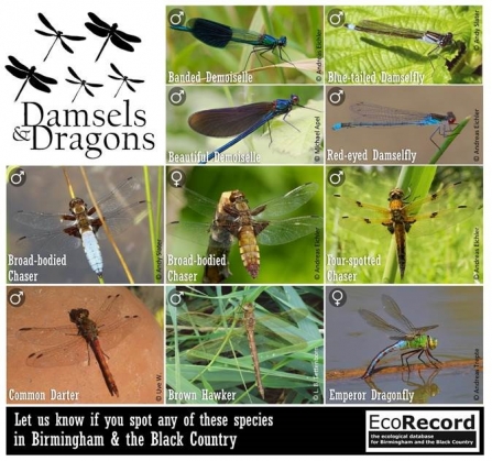 Damsels & Dragons ID and Spotter Guide