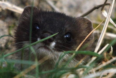 Stoat