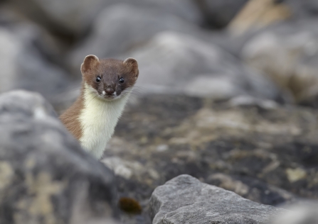 Stoat