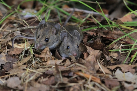 Wood Mice