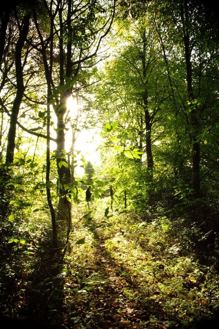 Deer's Leap Wood