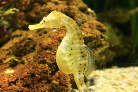 Seahorse