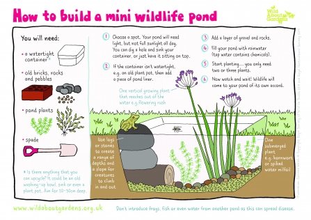 How to build a mini wildlife pond