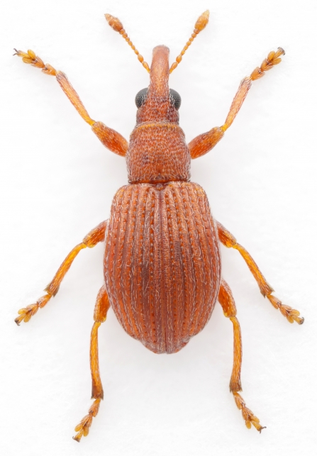 Red Weevil