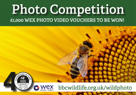 Wex banner