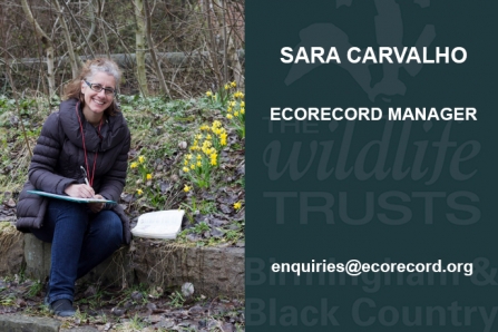 Sara Carvalho, EcoRecord Manager