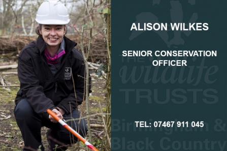 Alison Wilkes