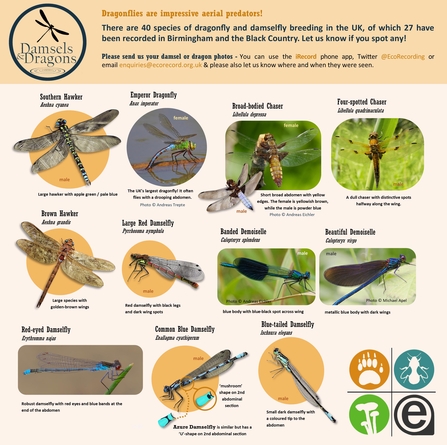 Damsels & Dragons ID and Spotter Guide