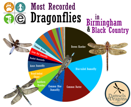 Chart of Damselfly & Dragonfly spottings 