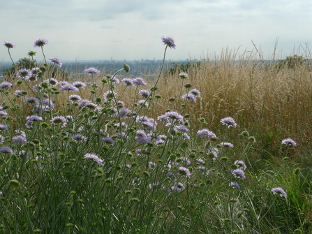 portway field scabiois